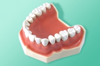 Modell des Oberkiefers, zum Schulen der Zahnpräpration Schleifen 11-AG3-5