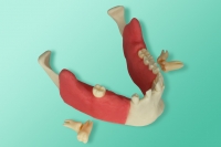 10-1039 Das Modell des Unterkiefers mit Schleimhaut für das Zahnextraktionstraining